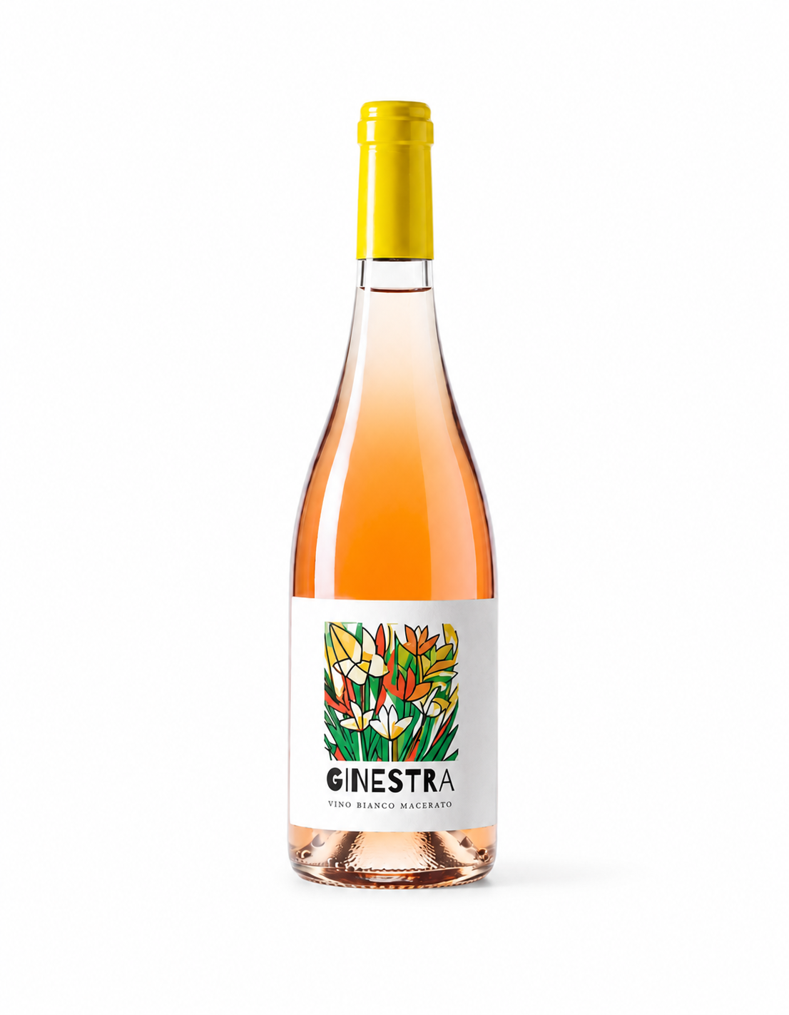 Ginestra, sfondo bianco